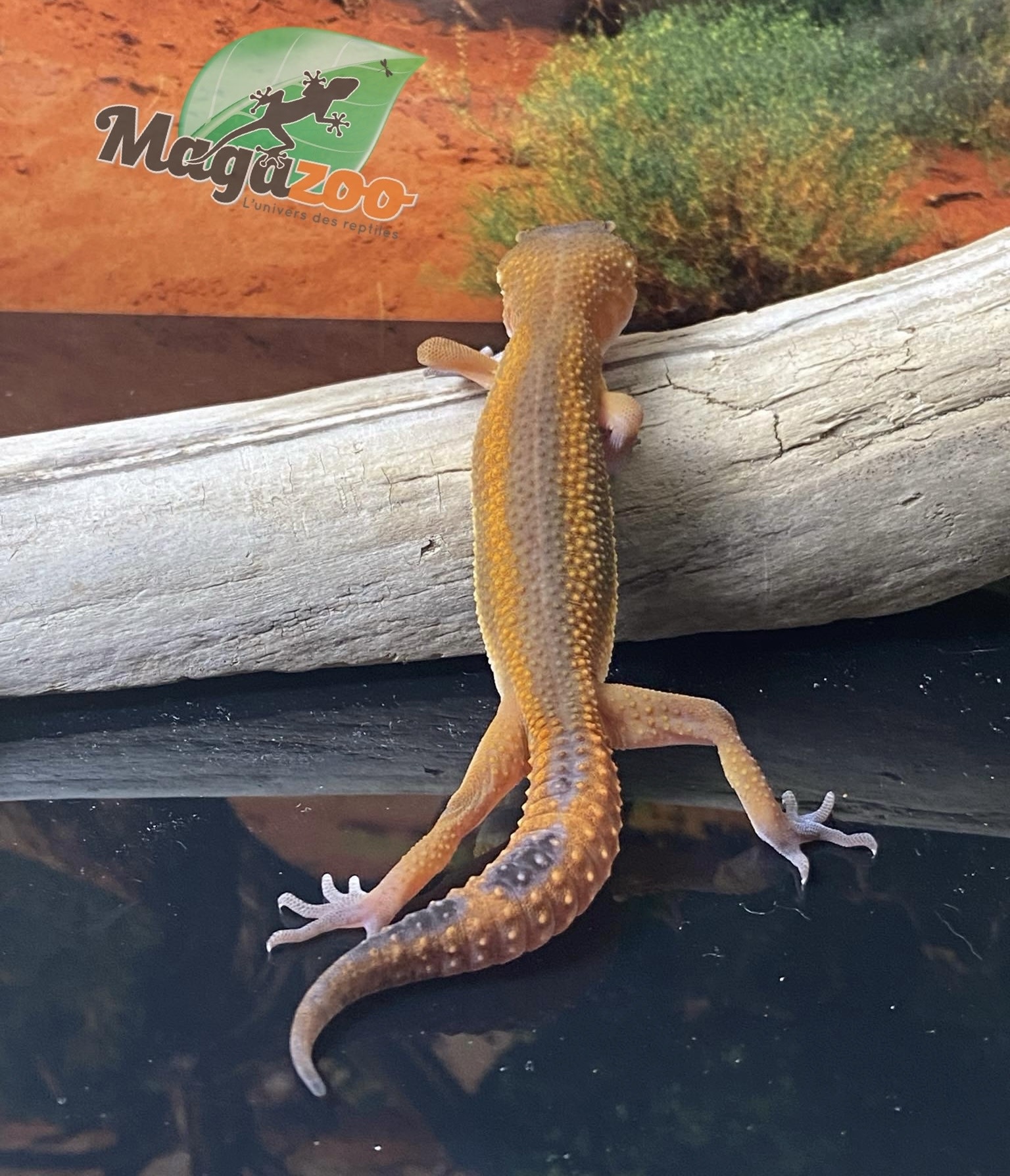 Magazoo Mandarin Blacknight Leopard gecko 05/07/24 female #47 (SPECIAL ORDER)