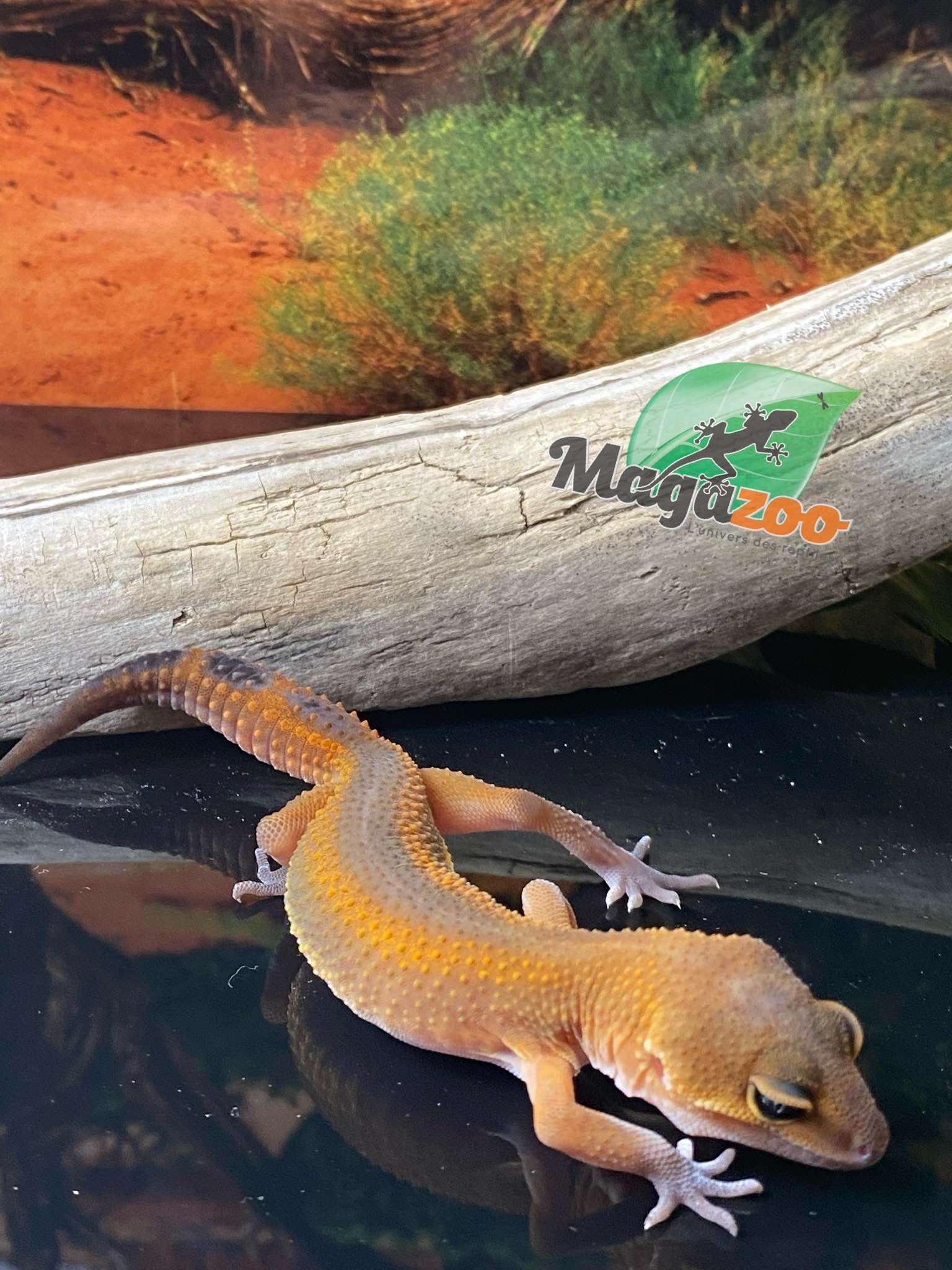 Magazoo Mandarin Blacknight Leopard gecko 05/07/24 female #47 (SPECIAL ORDER)