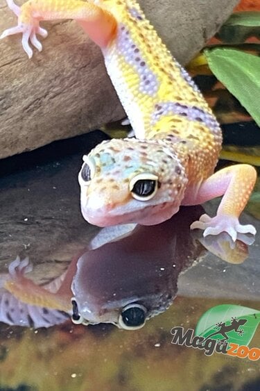 Magazoo Macksnow Leopard gecko 04/29/24 female #29 (SPECIAL ORDER)