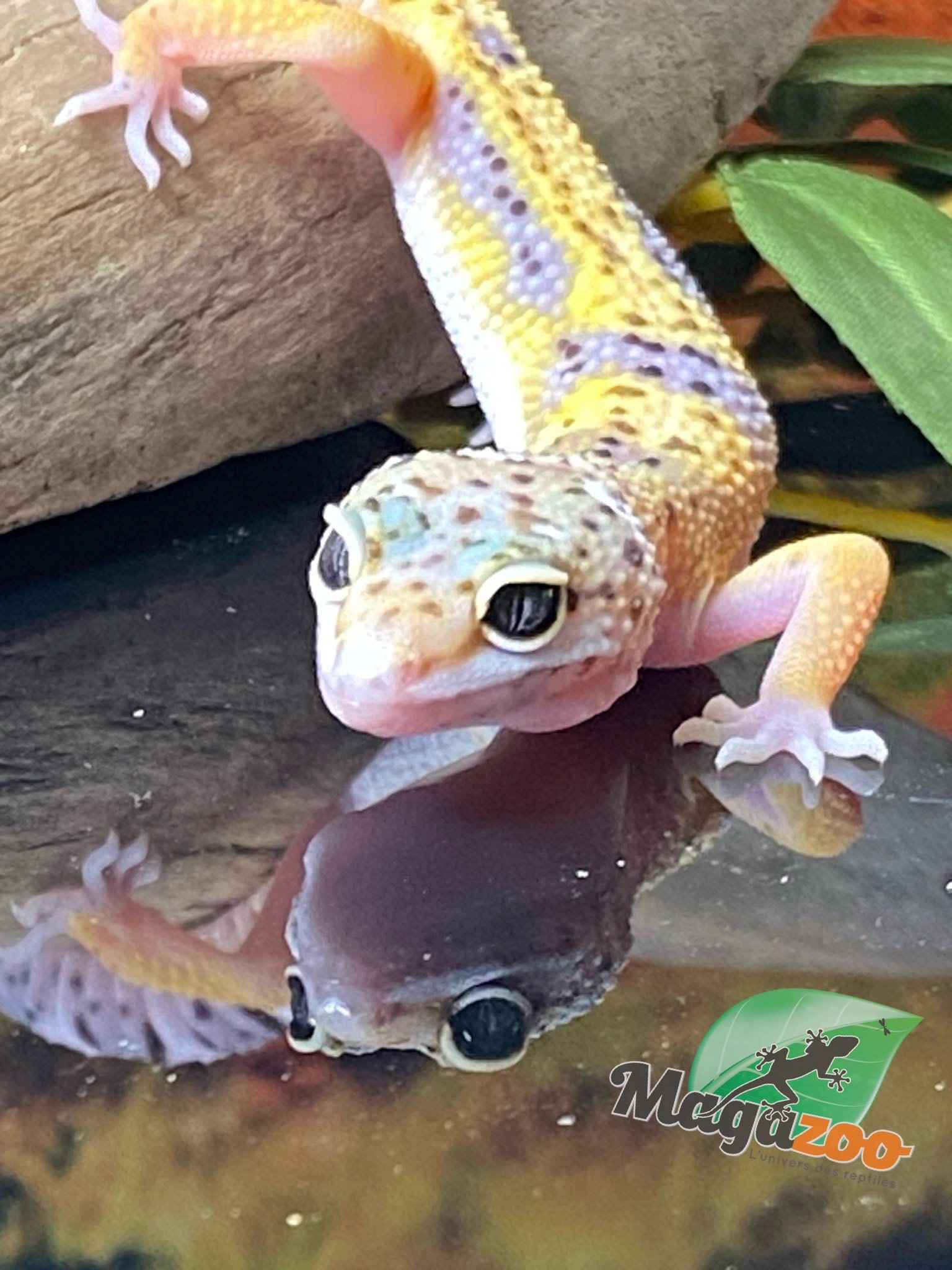 Magazoo Macksnow Leopard gecko 04/29/24 female #29 (SPECIAL ORDER)