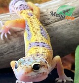 Magazoo Macksnow Leopard gecko 04/29/24 female #29 (SPECIAL ORDER)