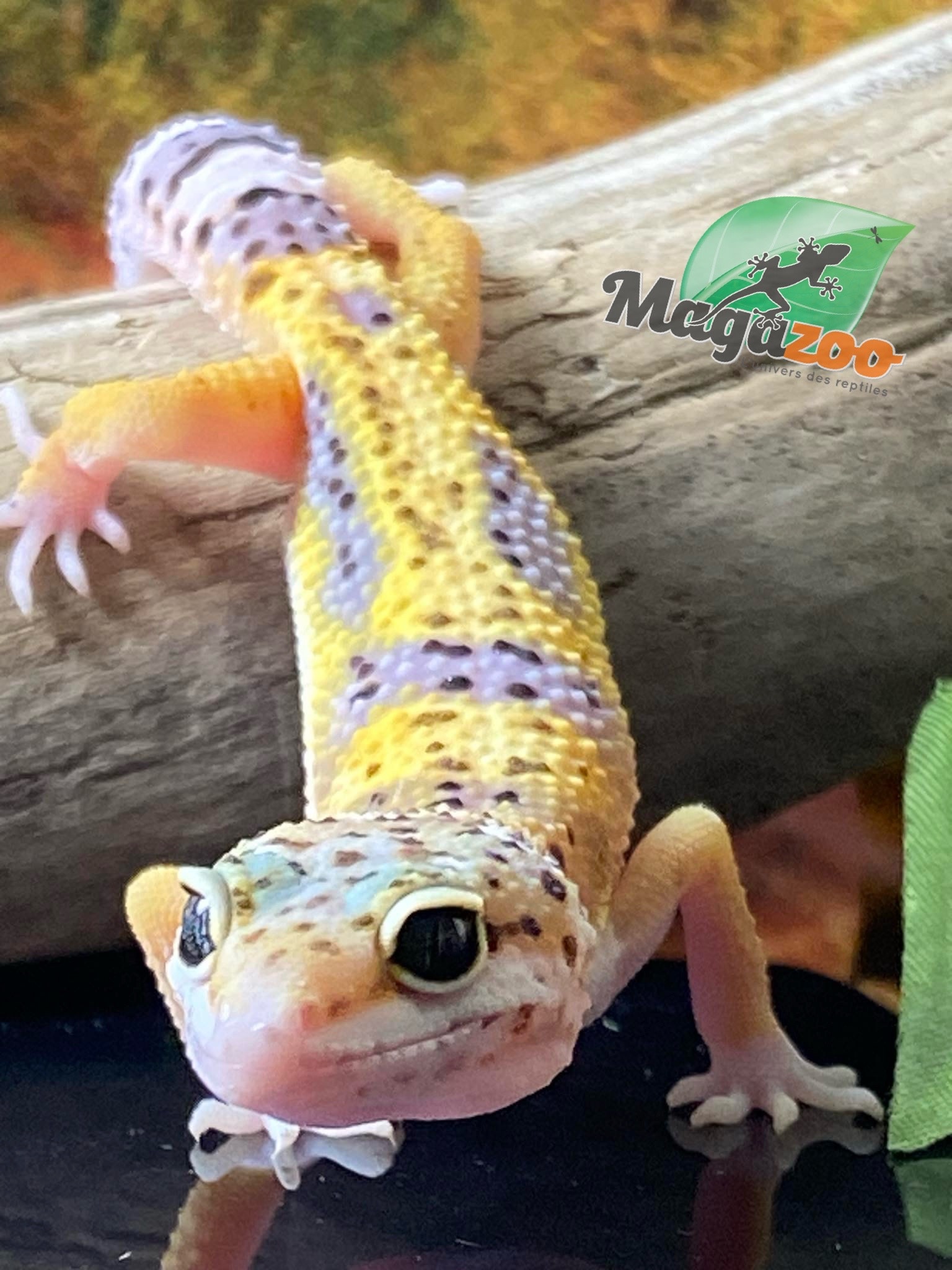 Magazoo Macksnow Leopard gecko 04/29/24 female #29 (SPECIAL ORDER)