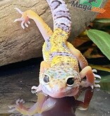 Magazoo Macksnow Leopard gecko 04/29/24 female #29 (SPECIAL ORDER)