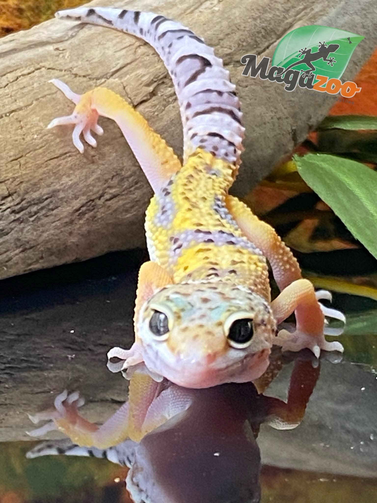 Magazoo Macksnow Leopard gecko 04/29/24 female #29 (SPECIAL ORDER)