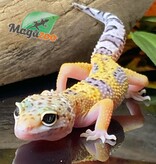 Magazoo Macksnow Leopard gecko 04/29/24 female #29 (SPECIAL ORDER)