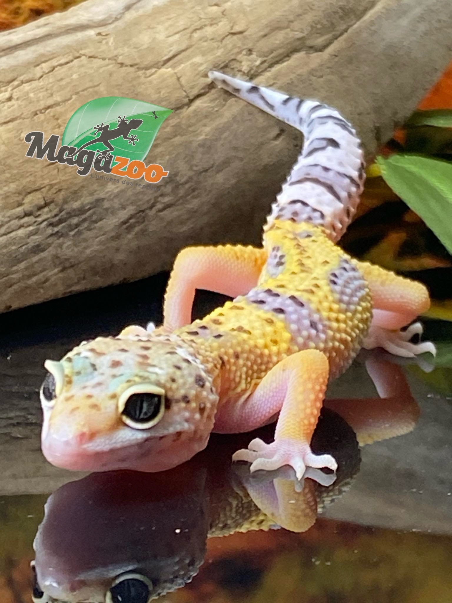 Magazoo Macksnow Leopard gecko 04/29/24 female #29 (SPECIAL ORDER)