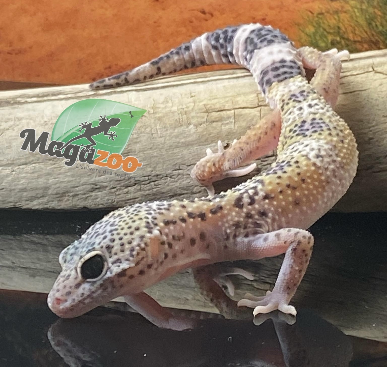 Magazoo Charcoal Leopard gecko 04/20/24 female #18 (SPECIAL ORDER)