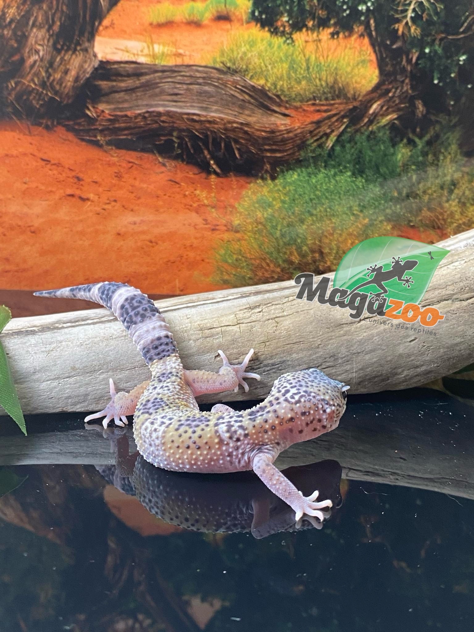 Magazoo Charcoal Leopard gecko 04/20/24 female #18 (SPECIAL ORDER)