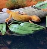 Magazoo Gecko léopard Super Hypo Tangerine Carrot Tail 20/04/24 femelle #17 (EN COMMANDE SPÉCIAL)