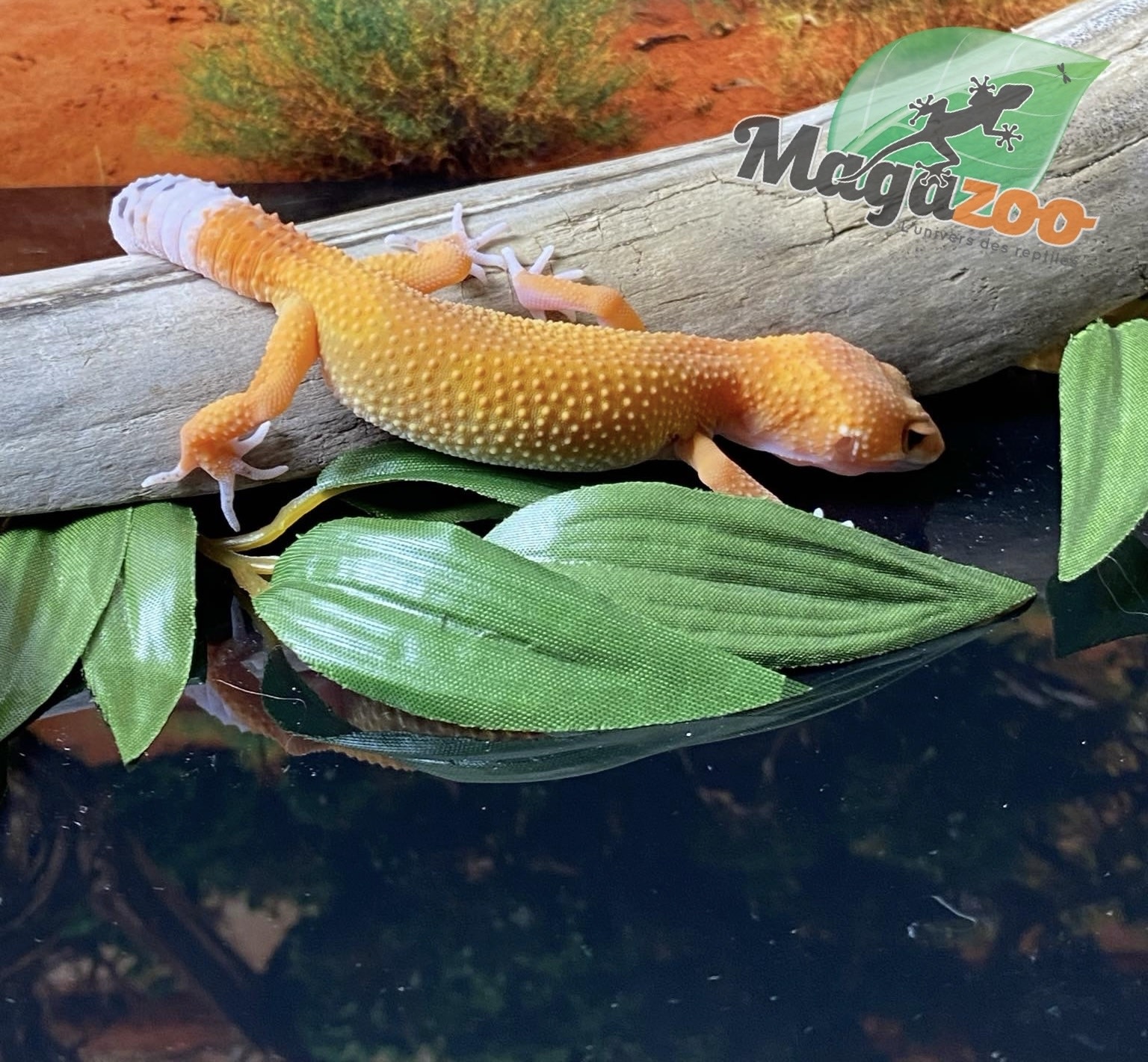 Magazoo Gecko léopard Super Hypo Tangerine Carrot Tail 20/04/24 femelle #17 (EN COMMANDE SPÉCIAL)