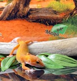 Magazoo Super Hypo Tangerine Carrot Tail Leopard gecko 04/20/24 female #17 (SPECIAL ORDER)