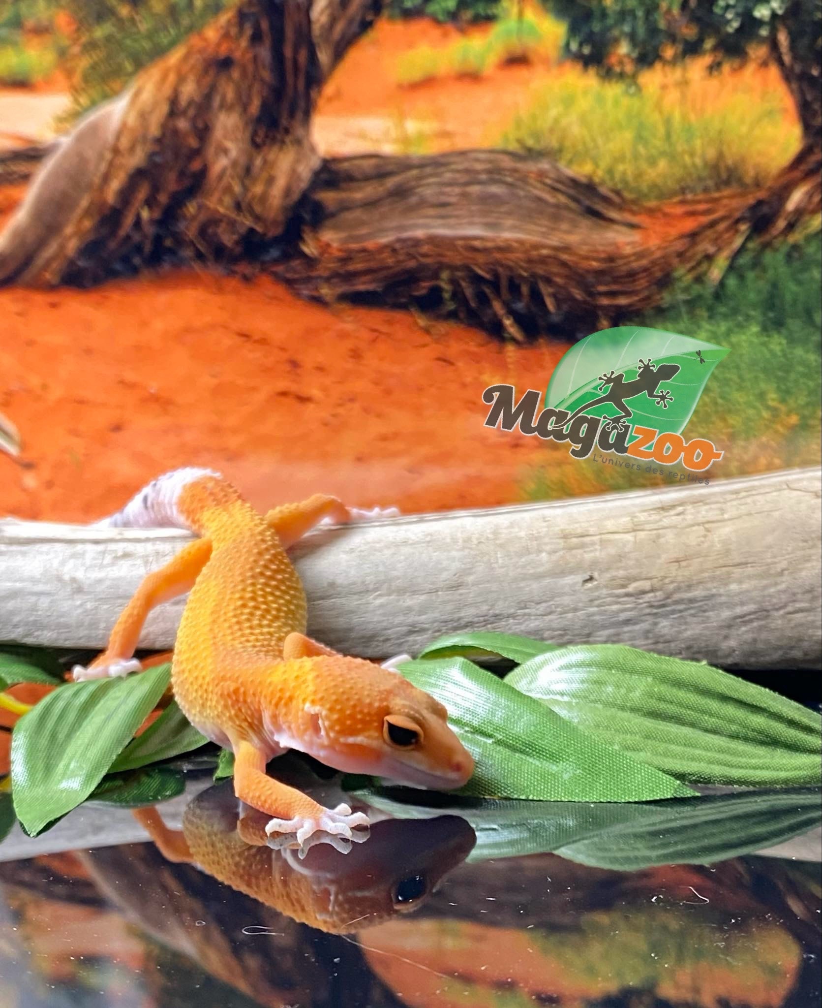 Magazoo Super Hypo Tangerine Carrot Tail Leopard gecko 04/20/24 female #17 (SPECIAL ORDER)