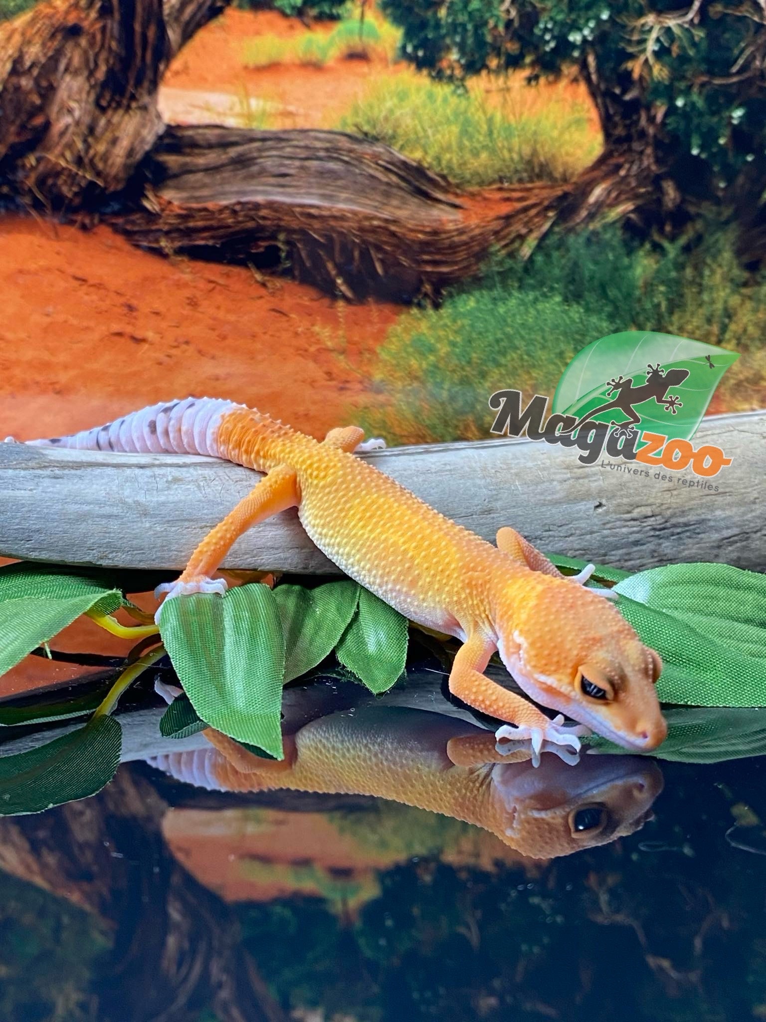 Magazoo Gecko léopard Super Hypo Tangerine Carrot Tail 20/04/24 femelle #17 (EN COMMANDE SPÉCIAL)