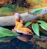 Magazoo Gecko léopard Super Hypo Tangerine Carrot Tail 20/04/24 femelle #17 (EN COMMANDE SPÉCIAL)