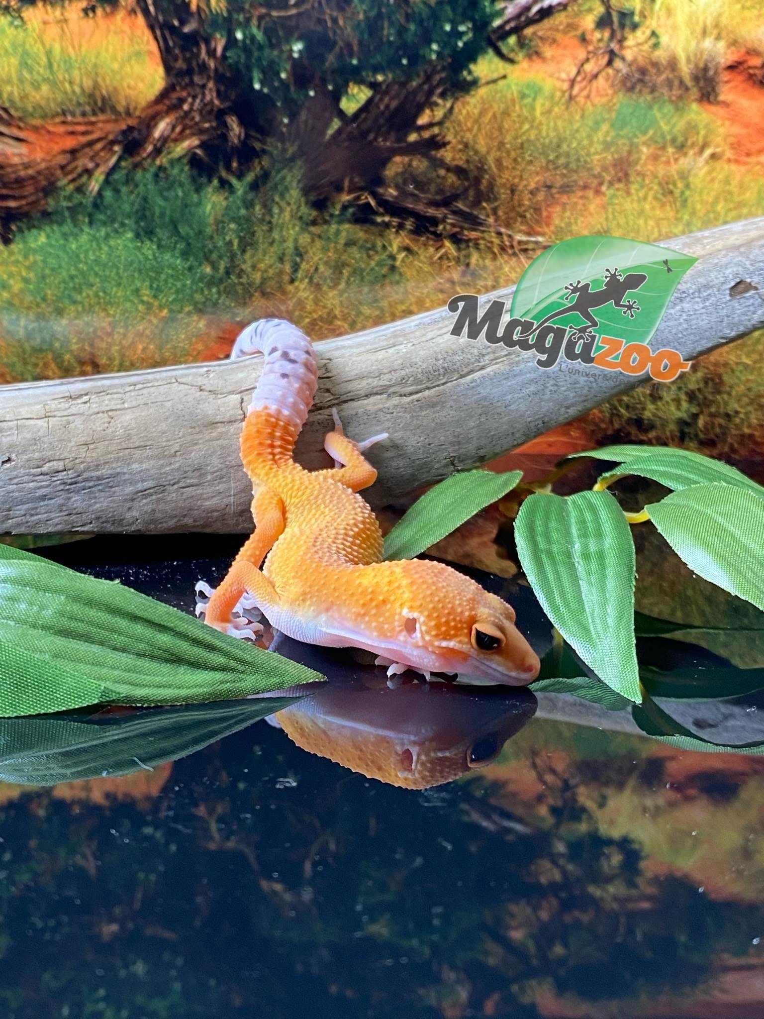 Magazoo Gecko léopard Super Hypo Tangerine Carrot Tail 20/04/24 femelle #17 (EN COMMANDE SPÉCIAL)