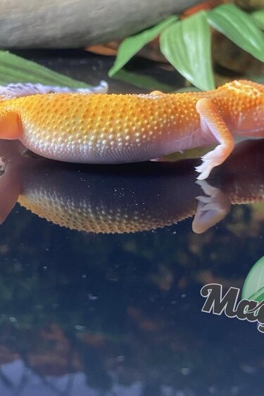 Magazoo Gecko léopard Super Hypo Tangerine 20/04/24 femelle #16 (EN COMMANDE SPÉCIAL)