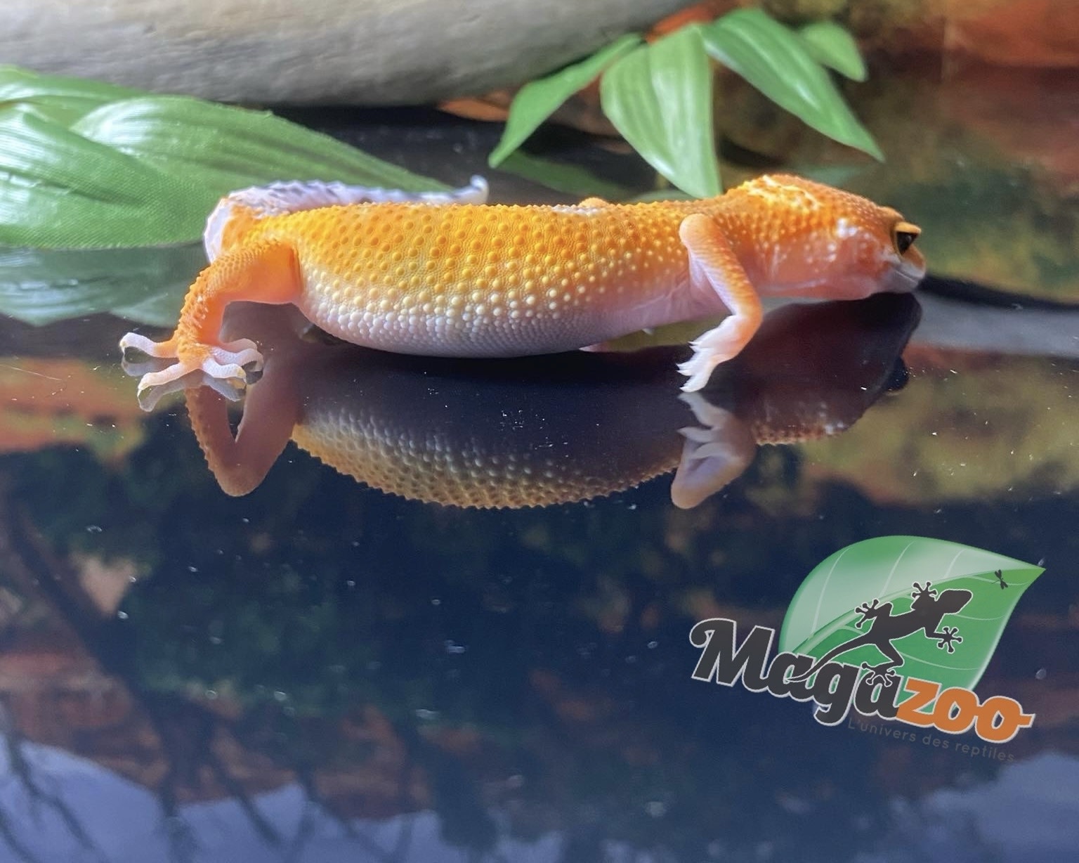 Magazoo Gecko léopard Super Hypo Tangerine 20/04/24 femelle #16 (EN COMMANDE SPÉCIAL)