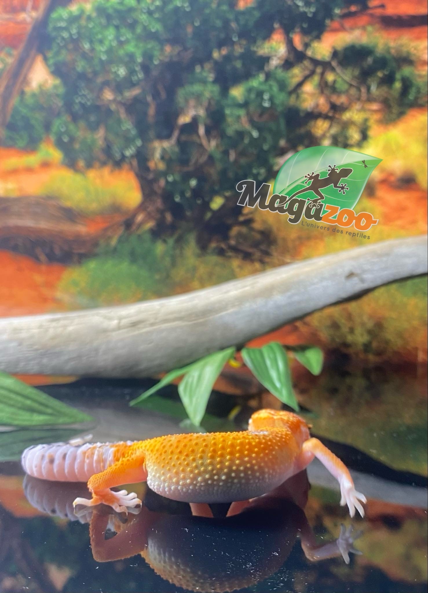 Magazoo Gecko léopard Super Hypo Tangerine 20/04/24 femelle #16 (EN COMMANDE SPÉCIAL)