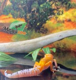 Magazoo Super Hypo Tangerine Leopard gecko 0420/24 female #16 (SPECIAL ORDER)