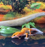 Magazoo Super Hypo Tangerine Leopard gecko 0420/24 female #16 (SPECIAL ORDER)