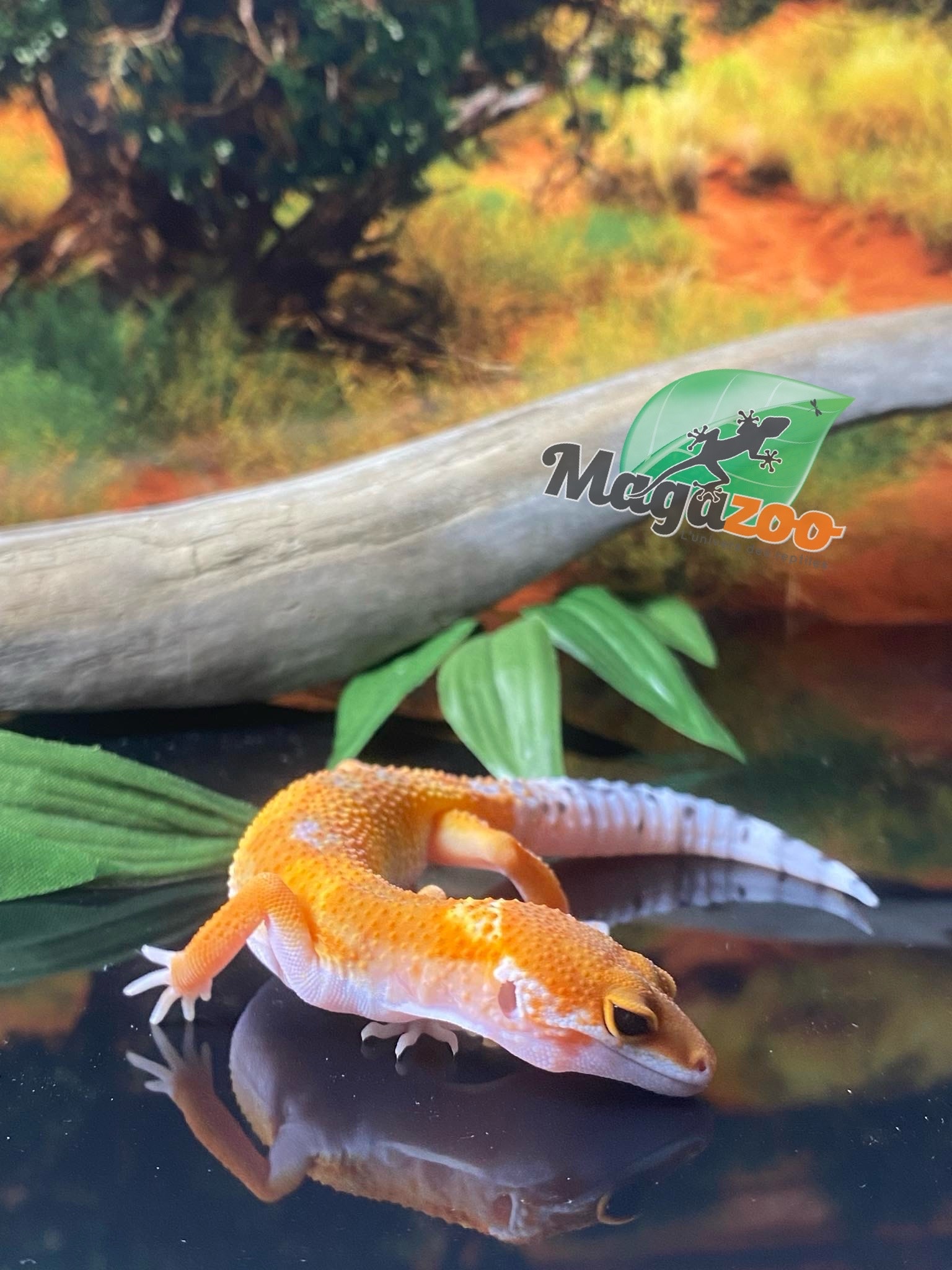 Magazoo Gecko léopard Super Hypo Tangerine 20/04/24 femelle #16 (EN COMMANDE SPÉCIAL)