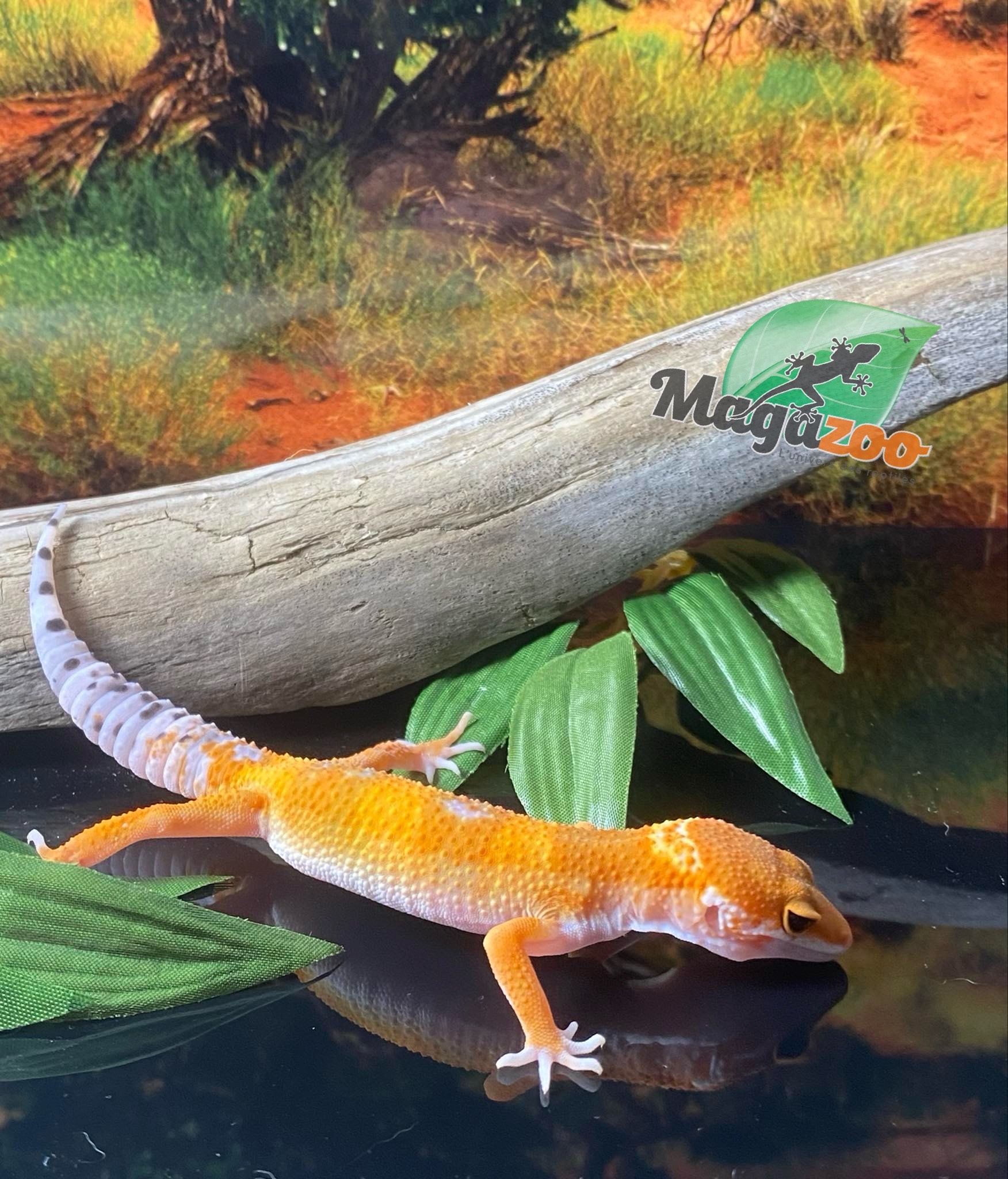 Magazoo Super Hypo Tangerine Leopard gecko 0420/24 female #16 (SPECIAL ORDER)