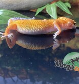 Magazoo Gecko léopard Super Hypo Tangerine 20/04/24 femelle #16 (EN COMMANDE SPÉCIAL)