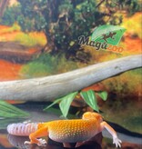 Magazoo Super Hypo Tangerine Leopard gecko 0420/24 female #16 (SPECIAL ORDER)