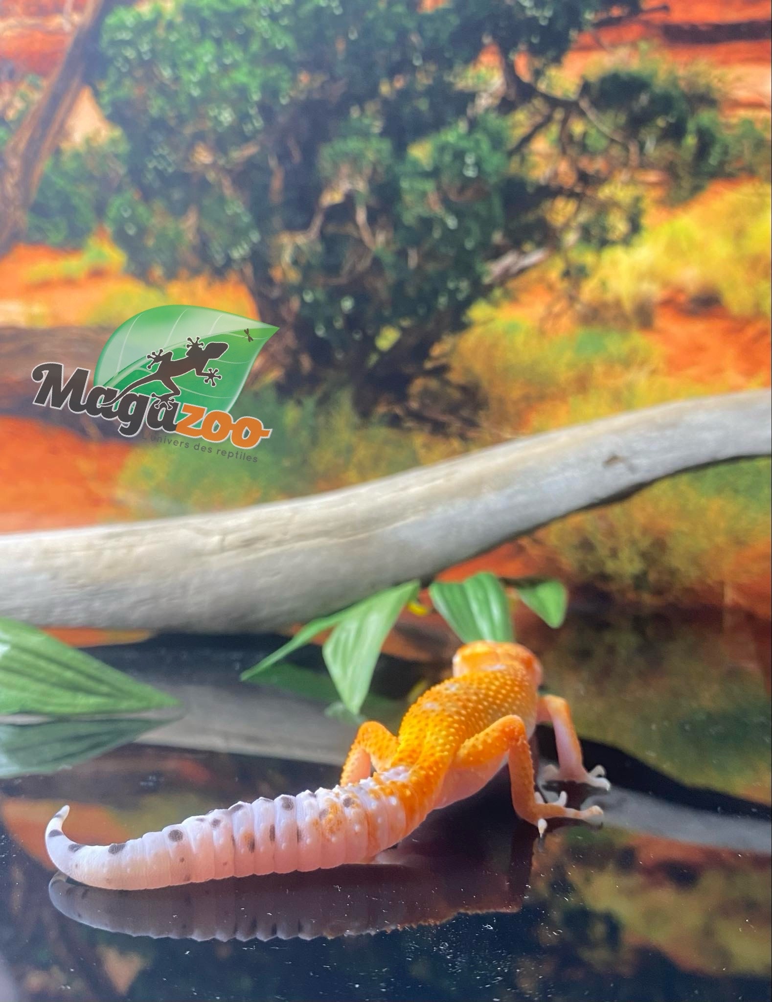 Magazoo Gecko léopard Super Hypo Tangerine 20/04/24 femelle #16 (EN COMMANDE SPÉCIAL)