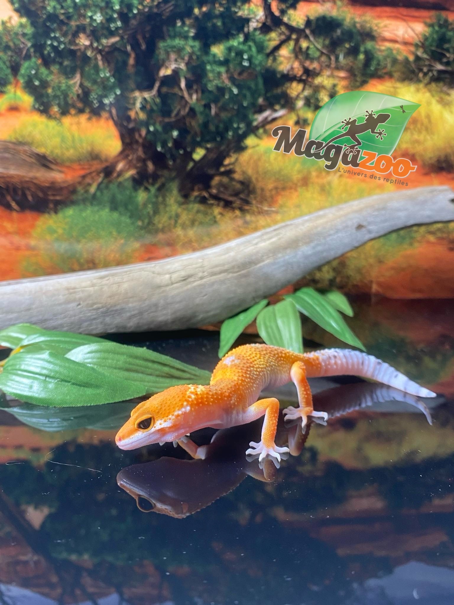 Magazoo Super Hypo Tangerine Leopard gecko 0420/24 female #16 (SPECIAL ORDER)