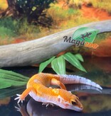 Magazoo Super Hypo Tangerine Leopard gecko 0420/24 female #16 (SPECIAL ORDER)