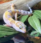 Magazoo White & Yellow Leopard gecko 04/13/24 femelle #12 (SPECIAL ORDER)