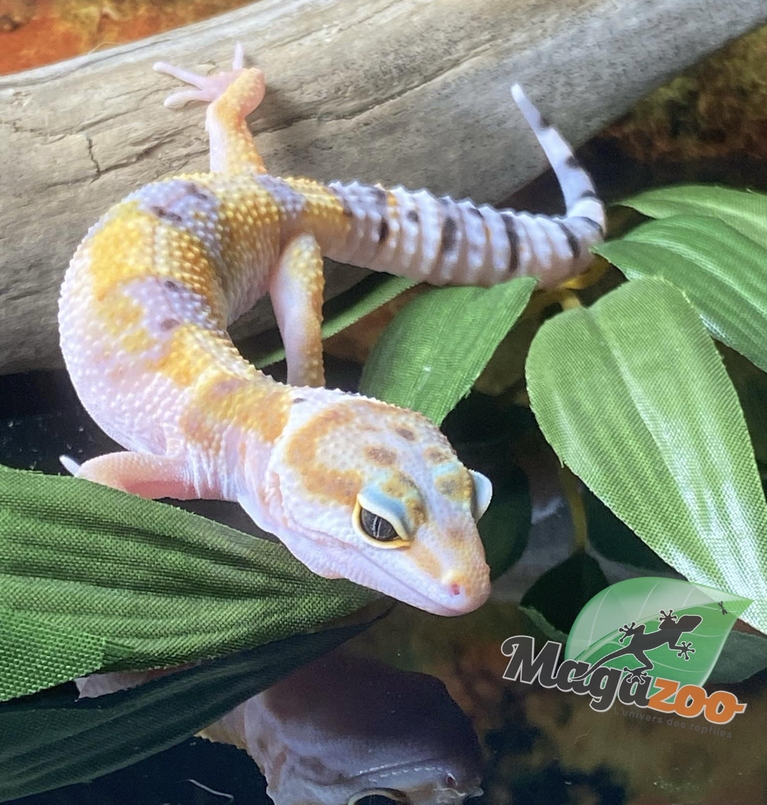 Magazoo White & Yellow Leopard gecko 04/13/24 femelle #12 (SPECIAL ORDER)