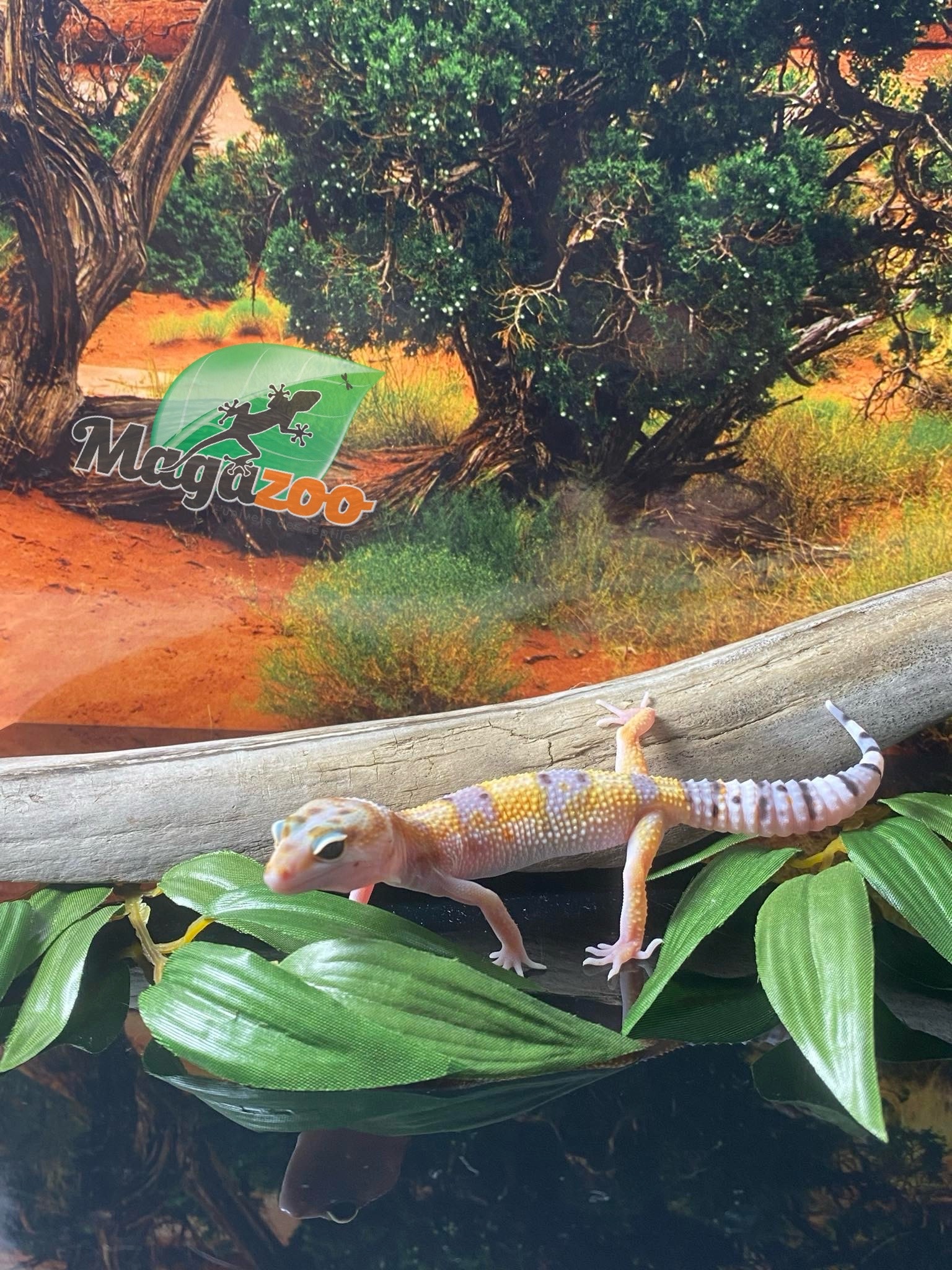 Magazoo White & Yellow Leopard gecko 04/13/24 femelle #12 (SPECIAL ORDER)