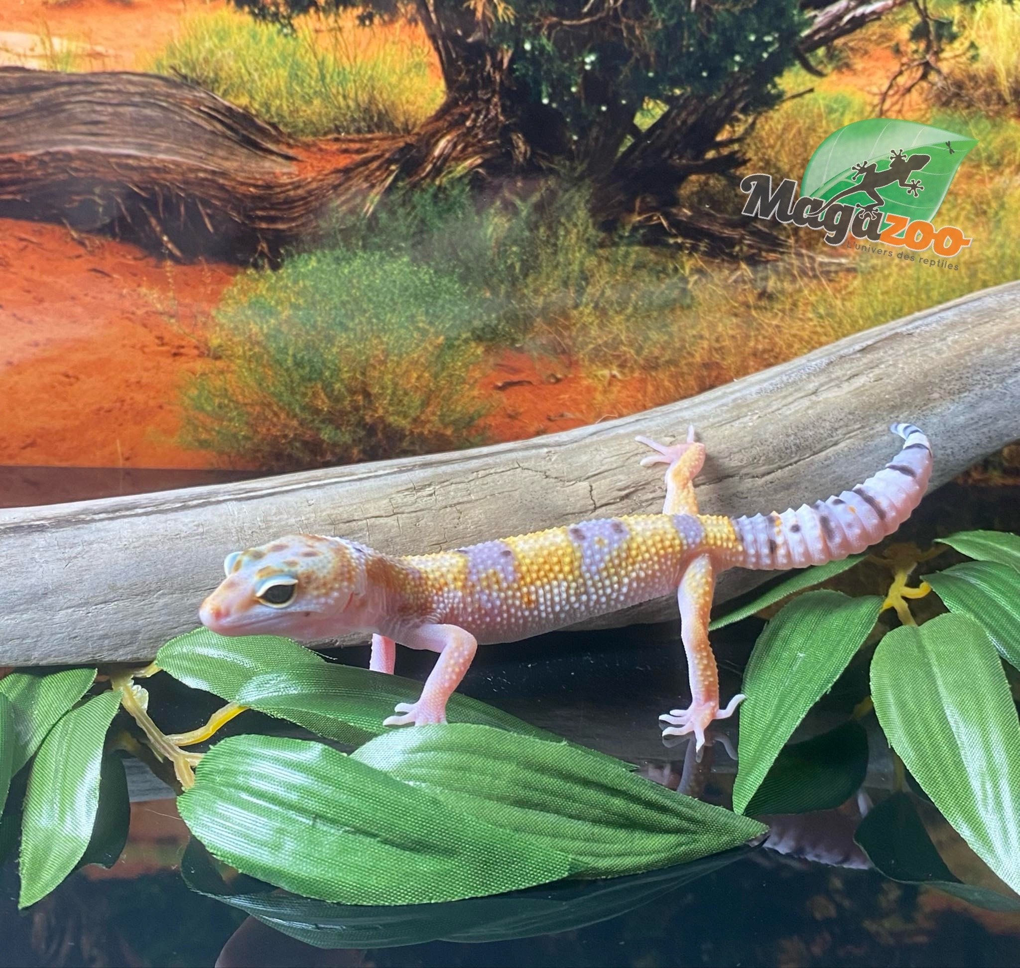 Magazoo White & Yellow Leopard gecko 04/13/24 femelle #12 (SPECIAL ORDER)