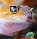 Magazoo Mandarin Blacknight Leopard gecko 04/06/24 female #06 (SPECIAL ORDER)