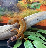 Magazoo Mandarin Blacknight Leopard gecko 04/06/24 female #06 (SPECIAL ORDER)