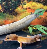 Magazoo Mandarin Blacknight Leopard gecko 04/06/24 female #06 (SPECIAL ORDER)