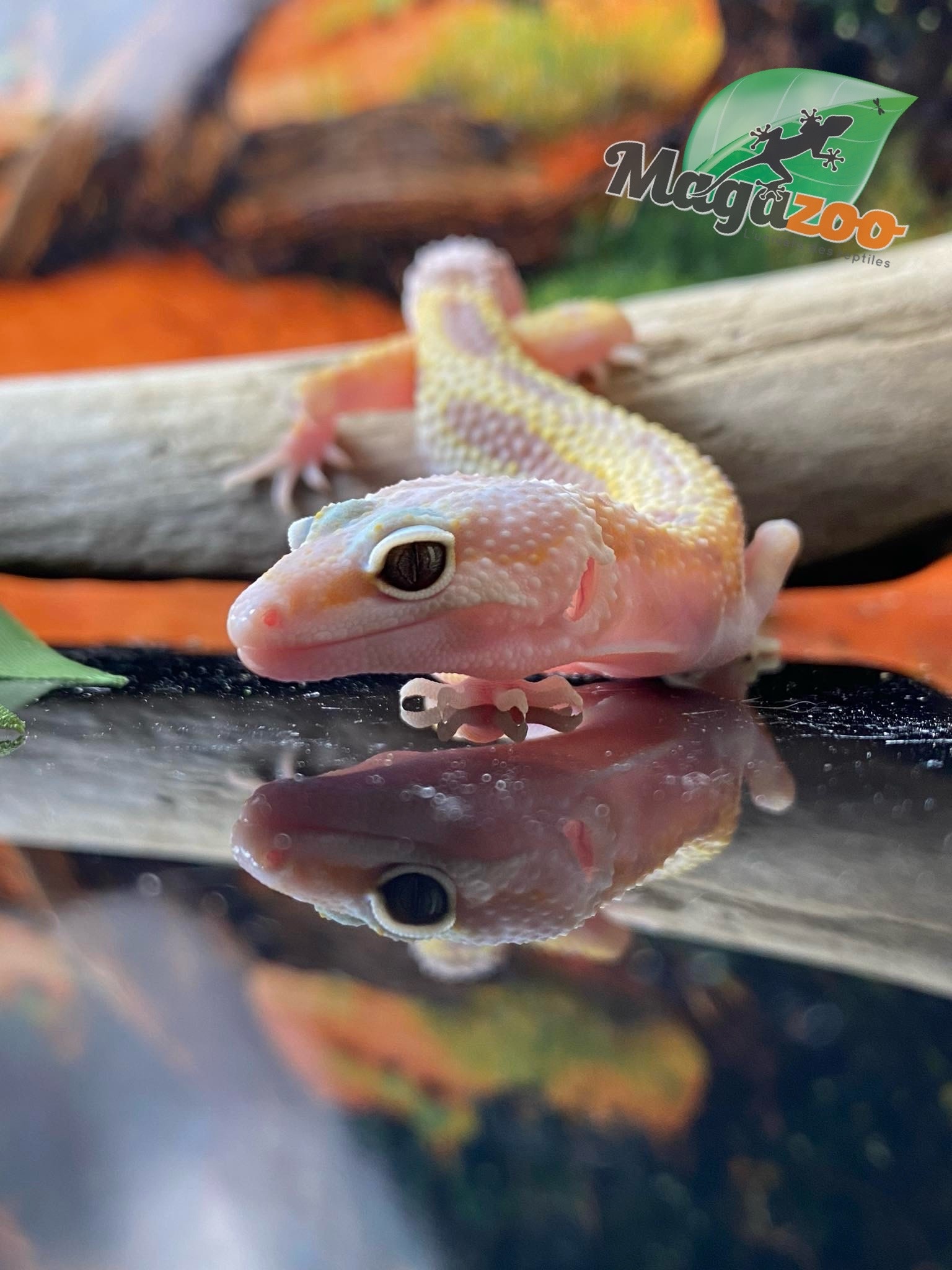 Magazoo Bold Tremper Super giant Leopard gecko 4/28/24 female #28 (SPECIAL ORDER)