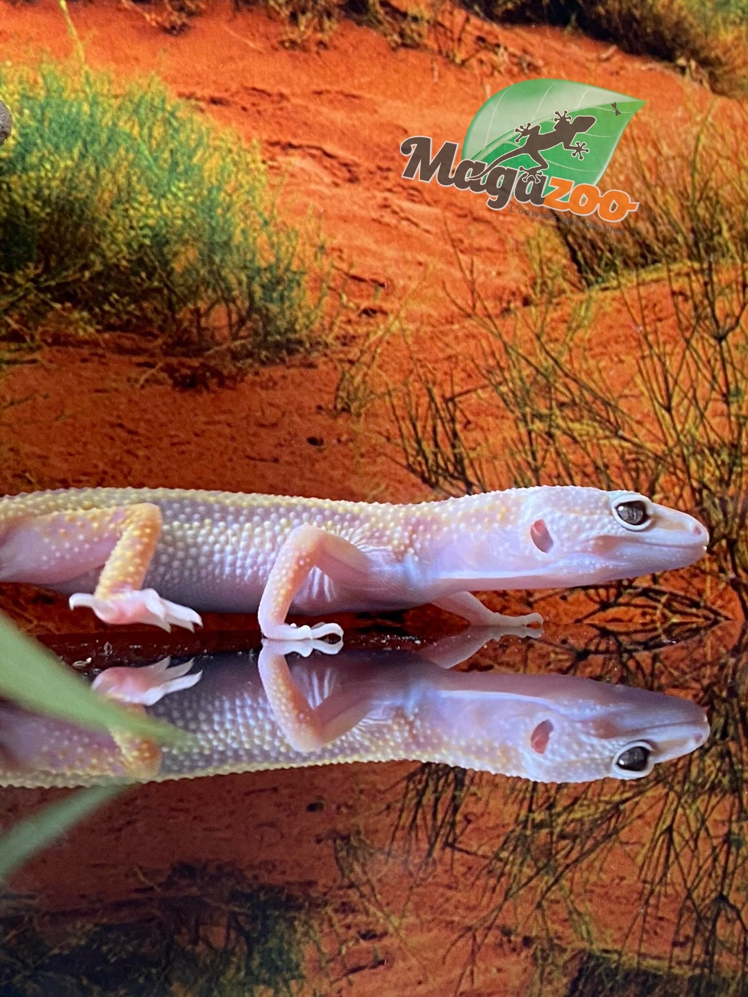 Magazoo Bold Tremper Super giant Leopard gecko 4/28/24 female #28 (SPECIAL ORDER)