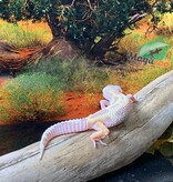 Magazoo Bold Tremper Super giant Leopard gecko 4/28/24 female #28 (SPECIAL ORDER)