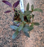 Magazoo Tradescantia Kewensis “teddy bear vine” Plant