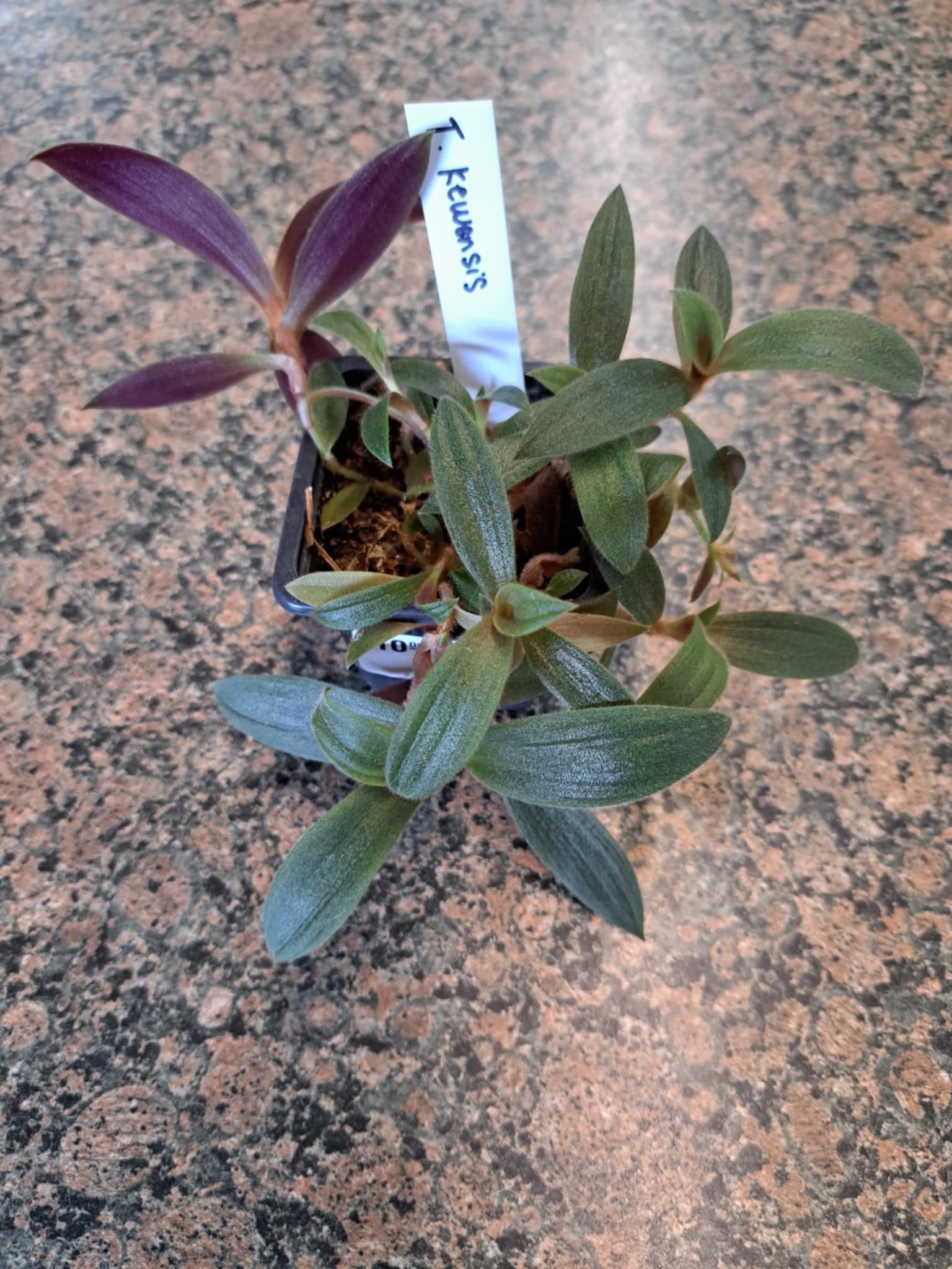 Magazoo Tradescantia Kewensis “teddy bear vine” Plant