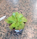 Magazoo Pinguicula gigantea  X mactezumae plant (large)