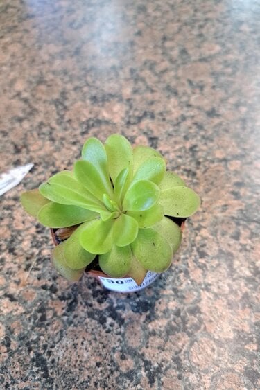 Magazoo Pinguicula gigantea  X mactezumae plant (large)