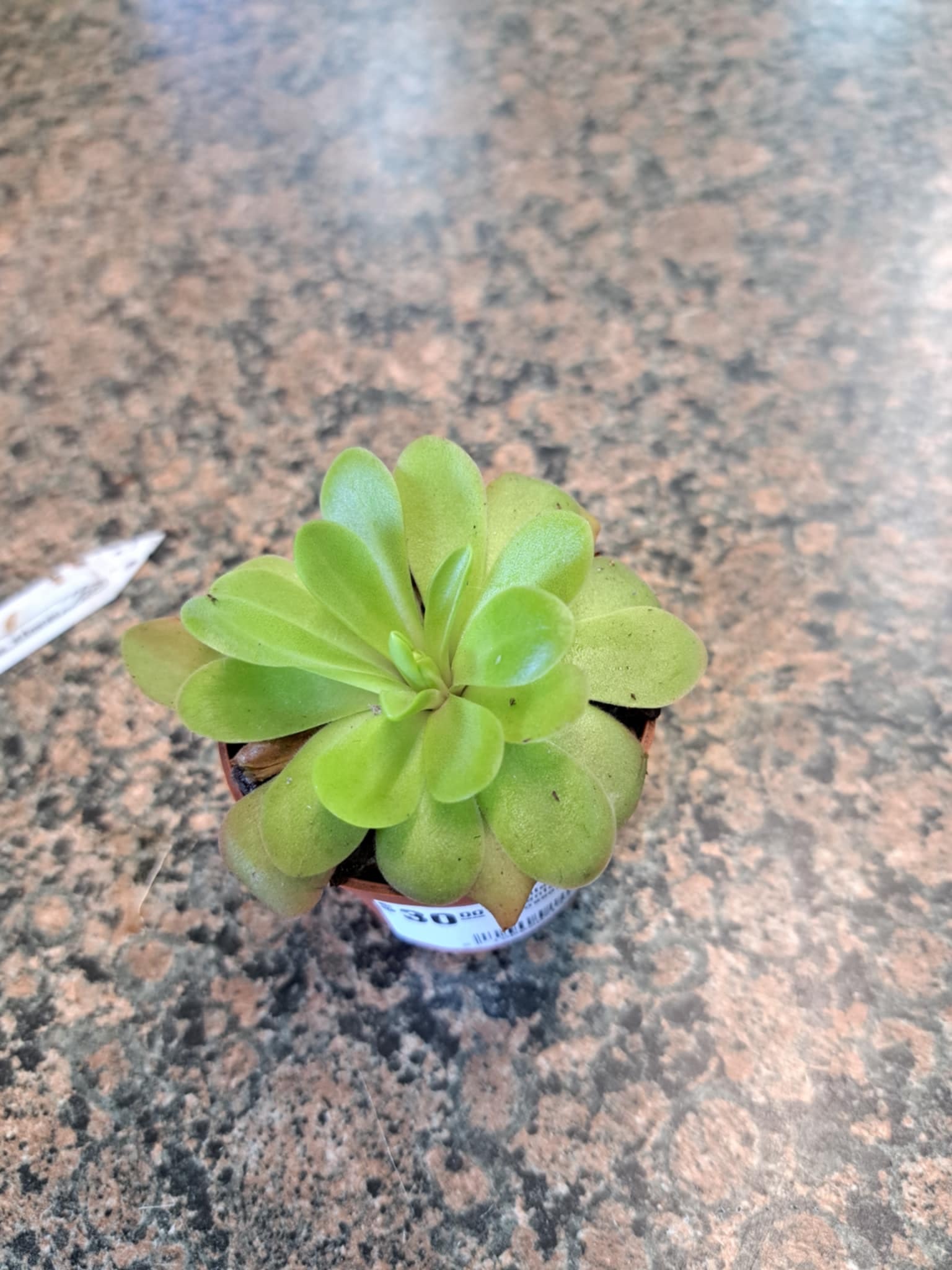 Magazoo Pinguicula gigantea  X mactezumae plant (large)