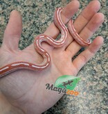 Magazoo Amel Tessera motley het cinder female Corn snake #1 6/12/23