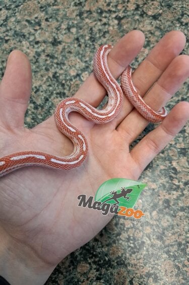 Magazoo Amel Tessera motley het cinder female Corn snake #1 6/12/23