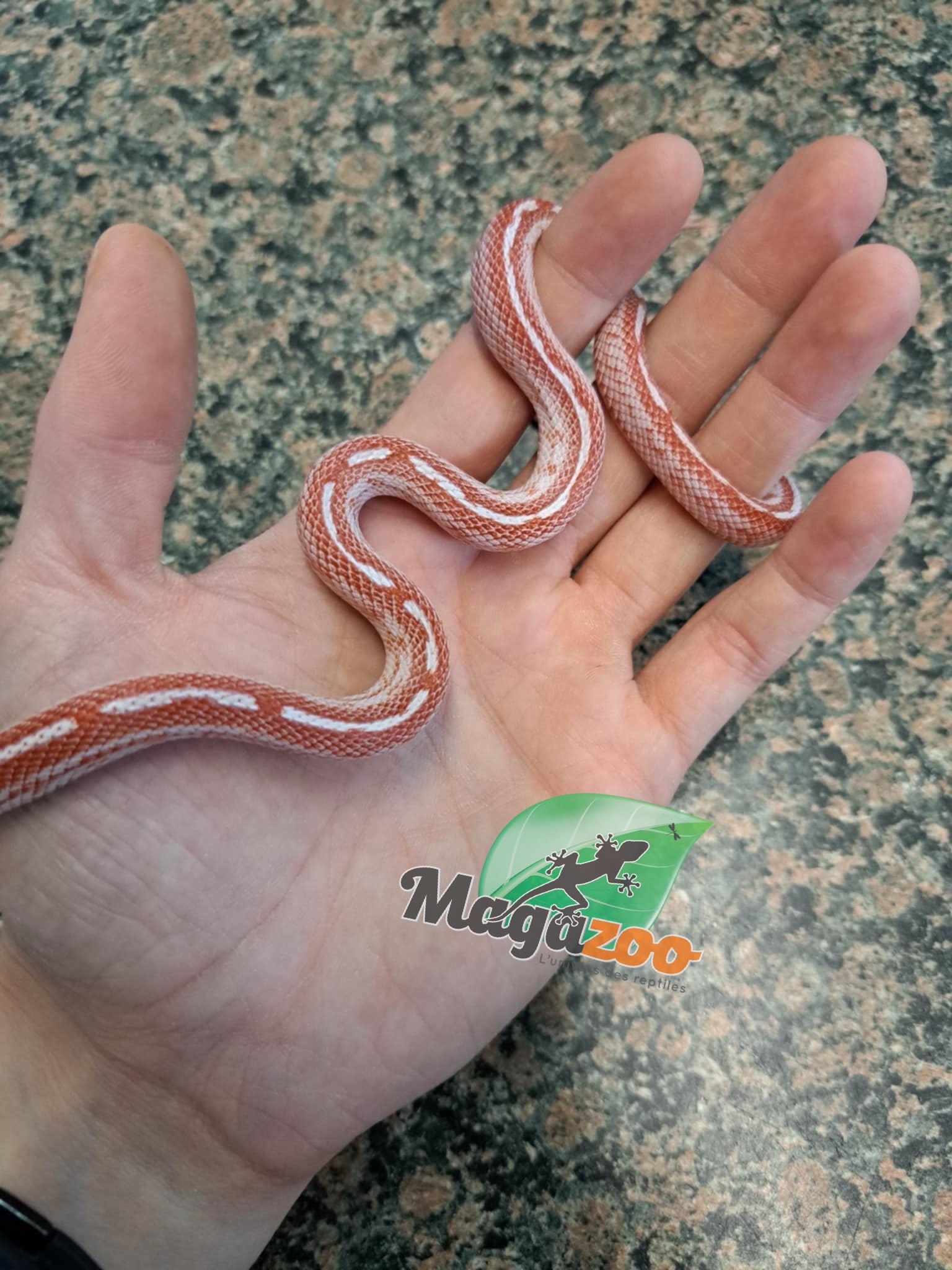 Magazoo Amel Tessera motley het cinder female Corn snake #1 6/12/23