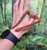 Magazoo Serpent des blés Motley het (possible diffused) 29/7/23